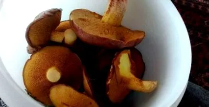 семиозиблог