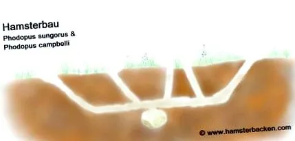 џуџести хрчаци