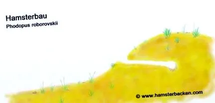 Возраст години