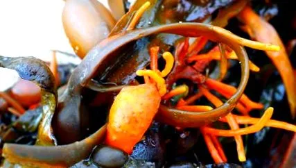 fucus
