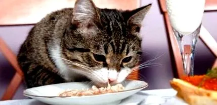котки