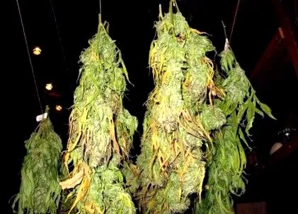 dutch-headshop blogul
