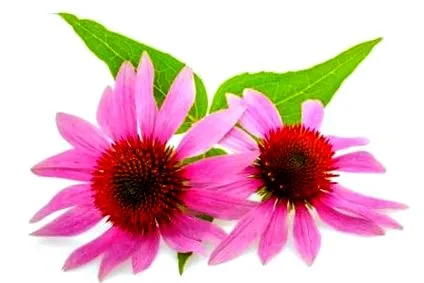 echinacea