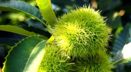castane