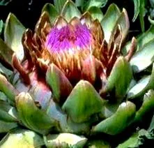 plante