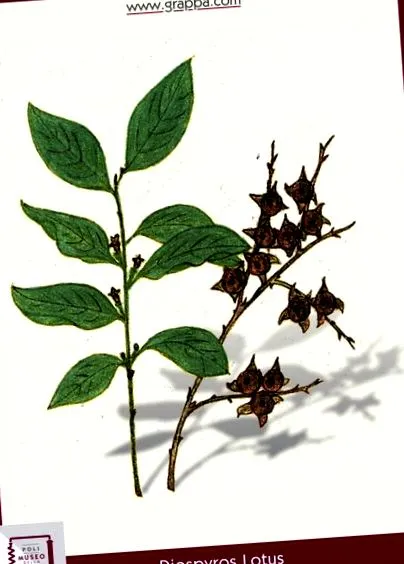 nyári