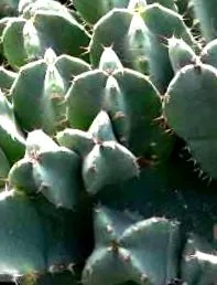 euphorbia
