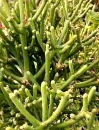 Euphorbia tirucalli