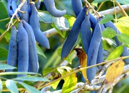 soiuri