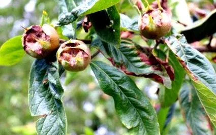 fructe