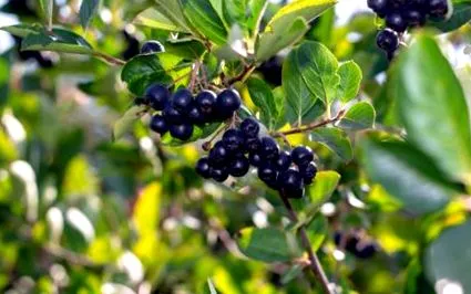 fructe