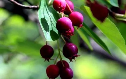fructe