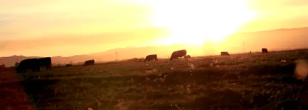 cowspiracy