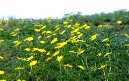 terrestris