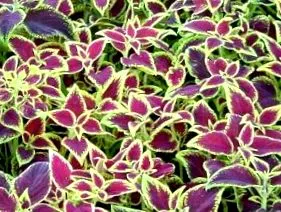 forskolin