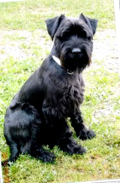 drága