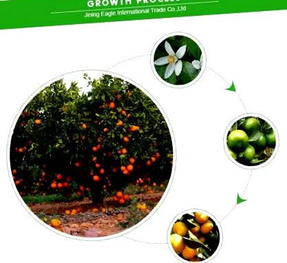 mandarin