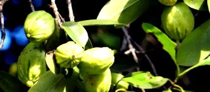 cambodgia
