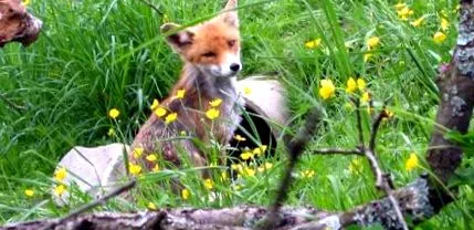 fuchs