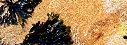 vesiculosus