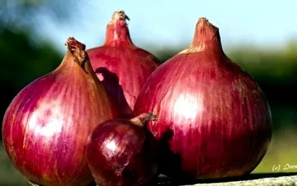 alimentația
