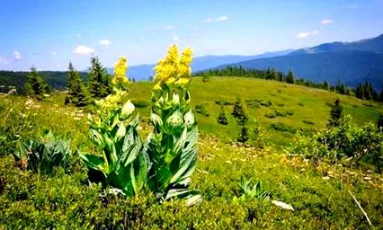 tinctură