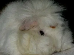 idősek