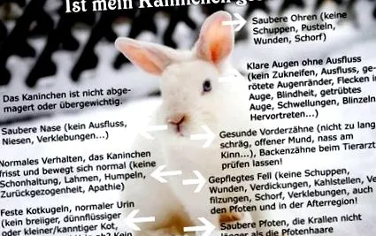 kathis-kaninchenfelles