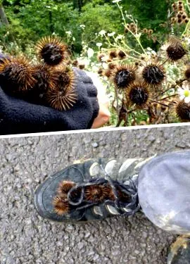 burdock
