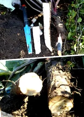 burdock