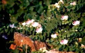 засадување
