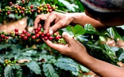 zöld kávét