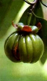 garcinia garcinia