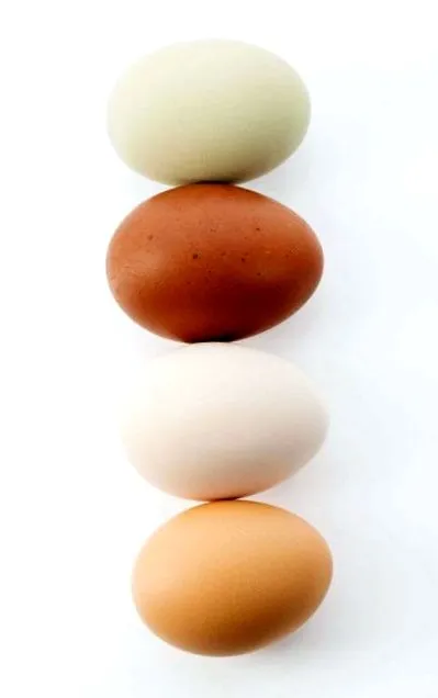 Imago szélesség