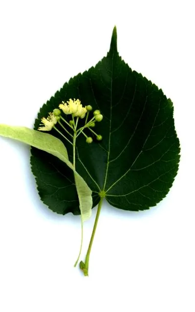 Imago szélesség