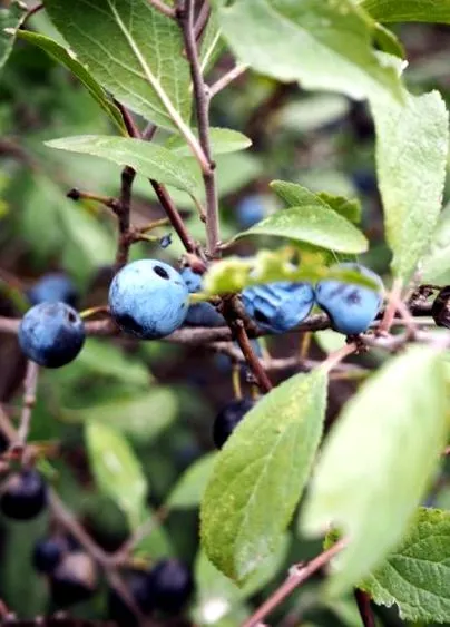 fructe