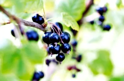 fructe