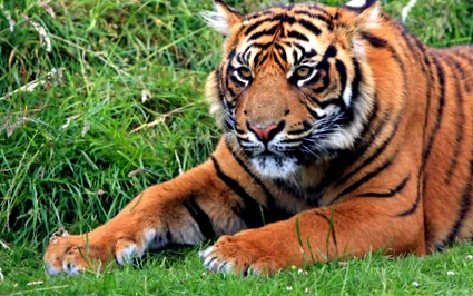 tigris