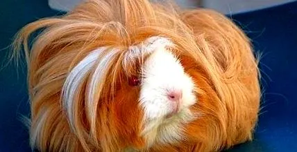 tengerimalac