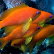 anthias