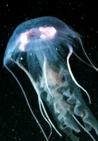noctiluca
