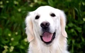 arany-retriever