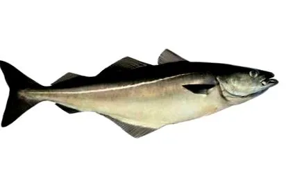 fogonero