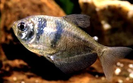 apáca