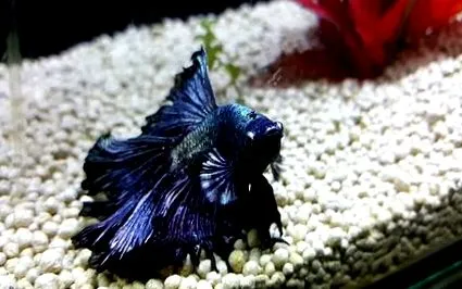 betta
