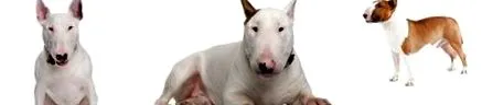 храна