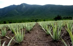 aloevera24s