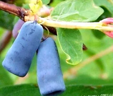 fructe