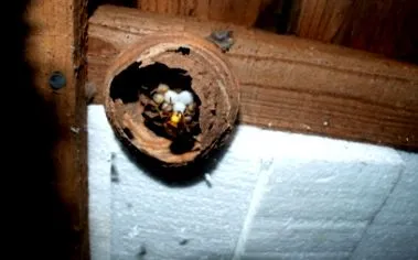 trăsături hornet