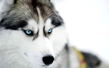 husky